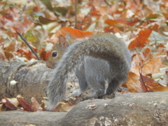 Sciurus carolinensis