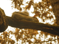 Sciurus carolinensis