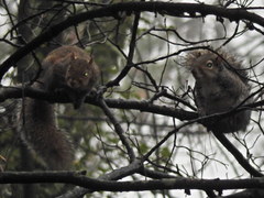 Sciurus carolinensis
