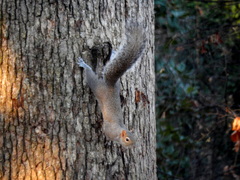 Sciurus carolinensis