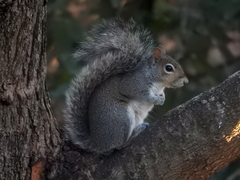 Sciurus carolinensis