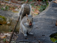 Sciurus carolinensis