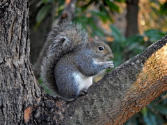 Sciurus carolinensis