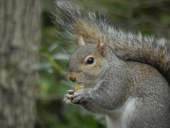 Sciurus carolinensis