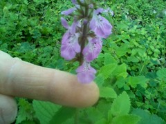 Stachys drummondii