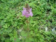 Stachys drummondii
