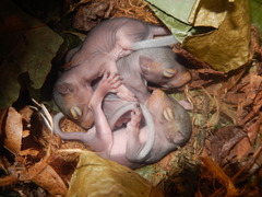 Sciurus carolinensis