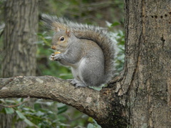 Sciurus carolinensis