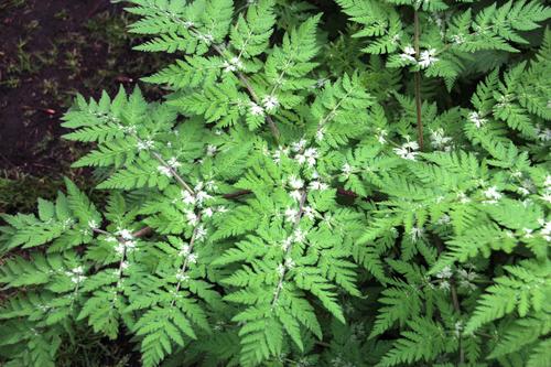 Cicely (Myrrhis odorata)