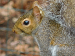 Sciurus carolinensis