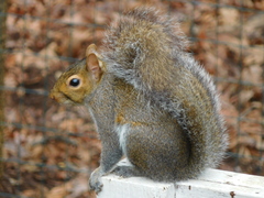 Sciurus carolinensis