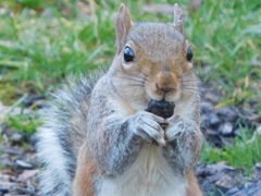 Sciurus carolinensis