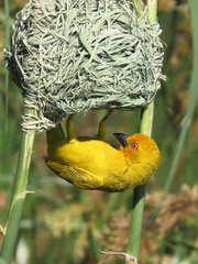Yellow Weaver photo 2