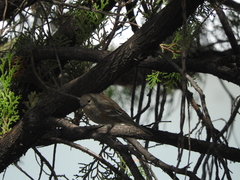 Setophaga coronata