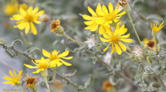 Heterotheca shevockii