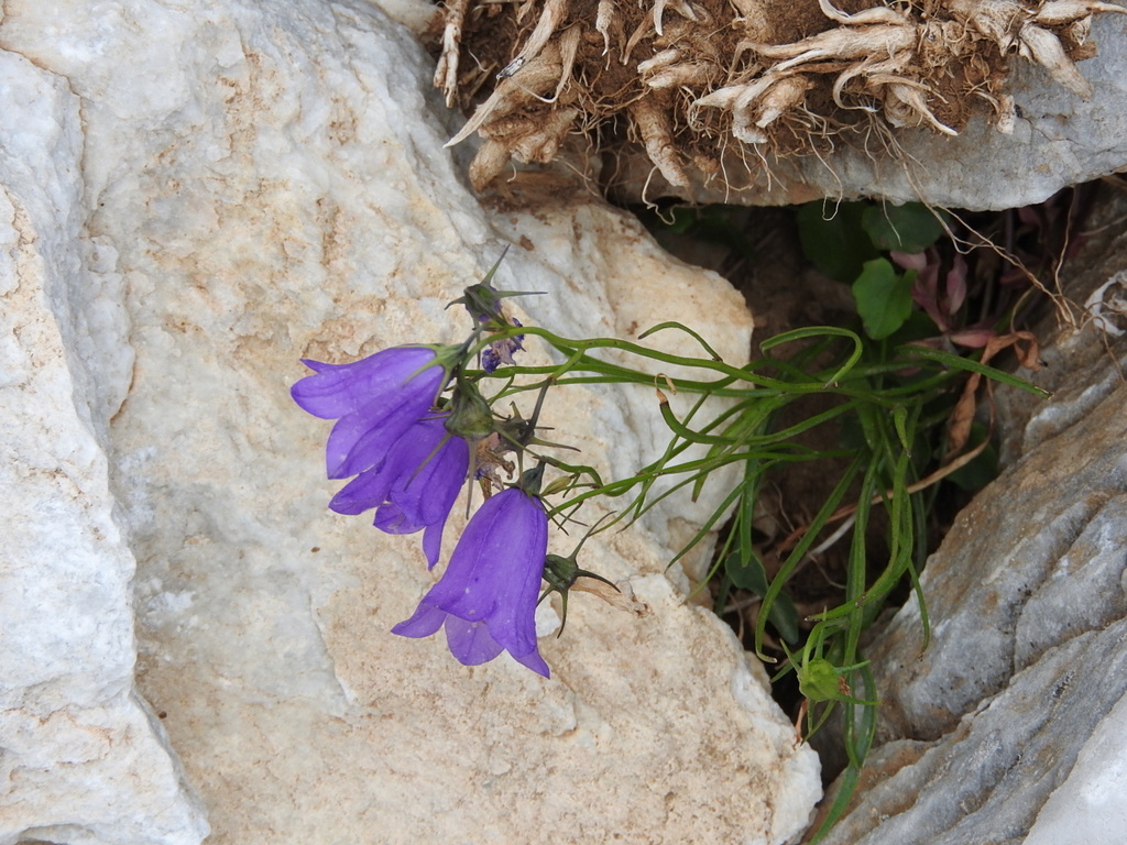 Campanula albanica