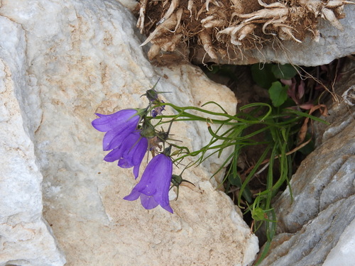 Campanula albanica