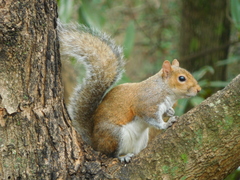 Sciurus carolinensis