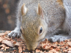 Sciurus carolinensis