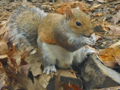 Sciurus carolinensis