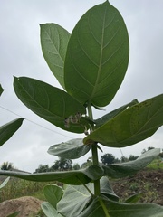 Calotropis procera image