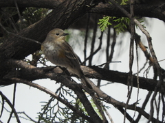 Setophaga coronata