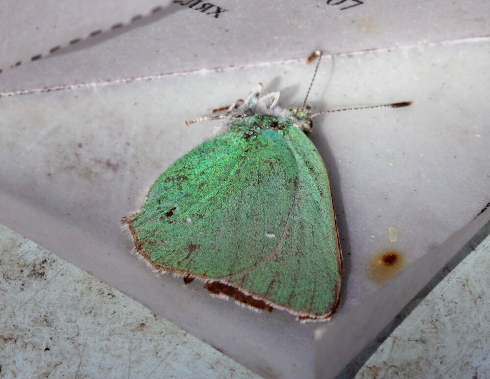 Callophrys titanus