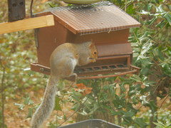 Sciurus carolinensis