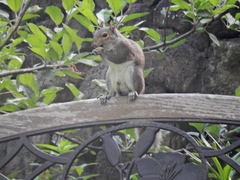 Sciurus carolinensis