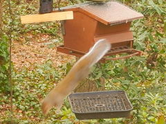 Sciurus carolinensis