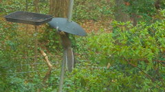 Sciurus carolinensis