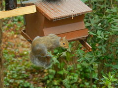 Sciurus carolinensis
