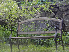 Sciurus carolinensis