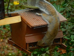 Sciurus carolinensis