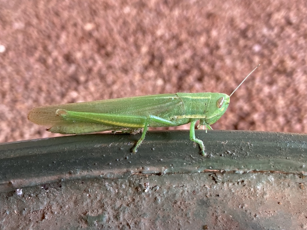 Chloroxyrrhepes
