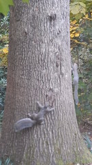 Sciurus carolinensis