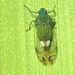 Palm Planthopper - Photo (c) Jonathan Mills-Anderson, some rights reserved (CC BY-NC), uploaded by Jonathan Mills-Anderson