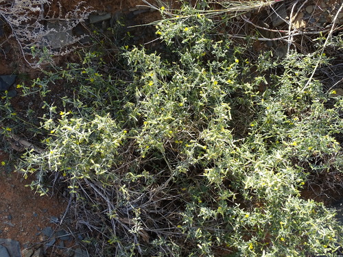 Image of Melolobium candicans by (c) Shaun Swanepoel, some rights reserved (CC BY)