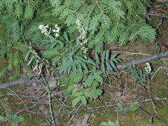 Astragalus australis