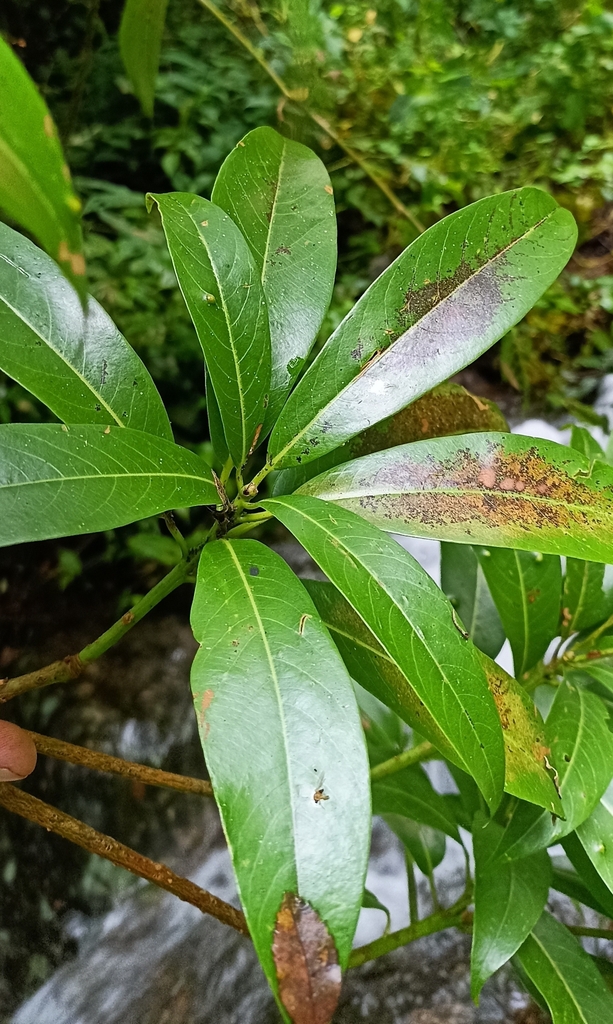 Machilus duthiei (Machilus duthiei)