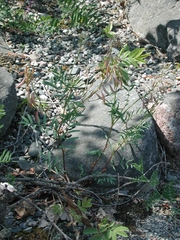 Astragalus australis