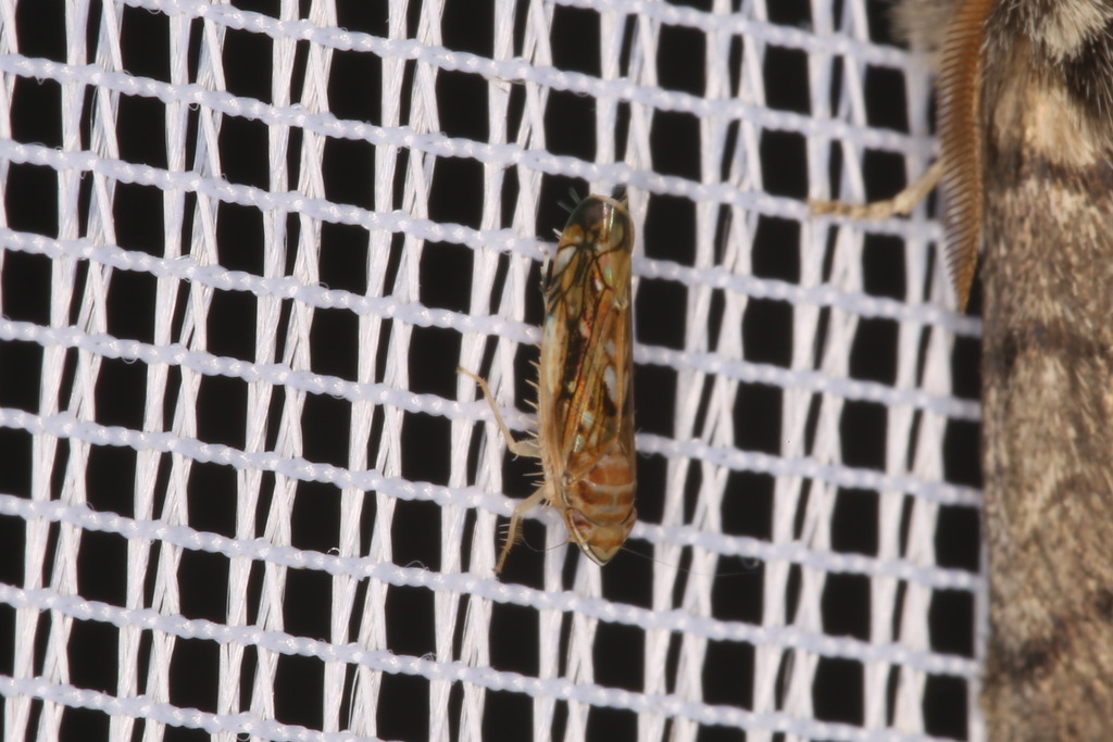 American grapevine leafhopper