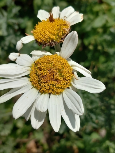 Cota melanoloma (Cota melanoloma)