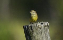 Setophaga palmarum hypochrysea