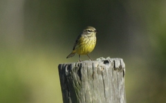 Setophaga palmarum hypochrysea