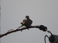 Streptopelia decaocto