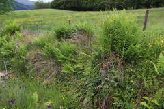 Hyacinthoides non-scripta