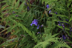 Hyacinthoides non-scripta