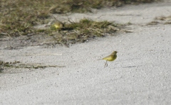 Setophaga palmarum hypochrysea