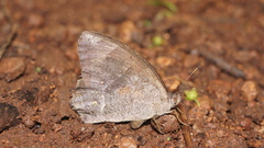 Taygetina weymeri